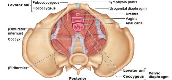 Pelvic Floor Muscles Structure And Function Of The Pelvic Floor